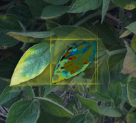 Illustration for Data Analytics and Machine Learning for Plant Science and Agricultural Applications